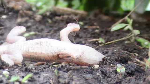 PREHISTORIC-Episode 10 the Flood (1/3)