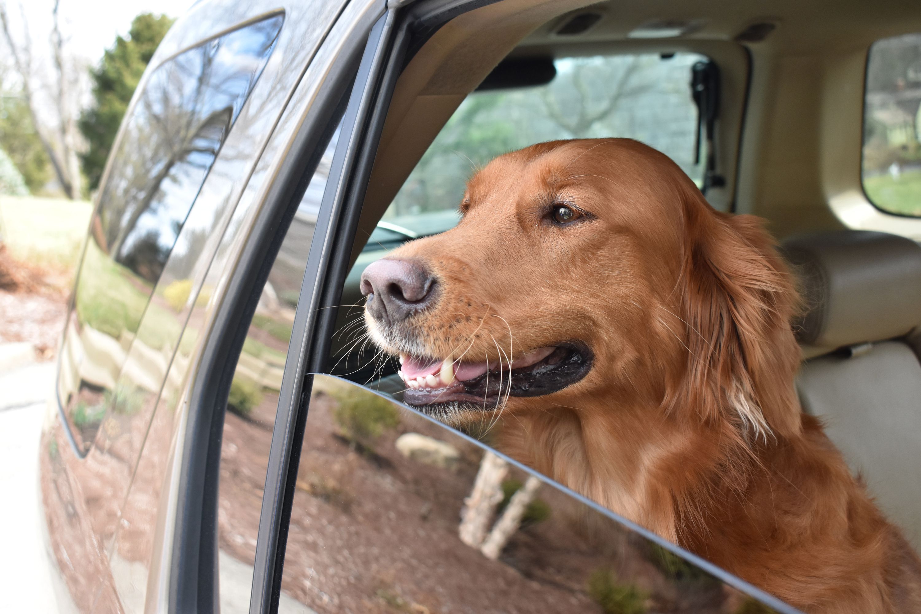 Bringing a Canine Travel Buddy for You