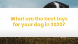 What are the best toys for your dog in 2020