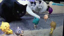 Cat Convention Held Today (Mii News 16/03/2021)