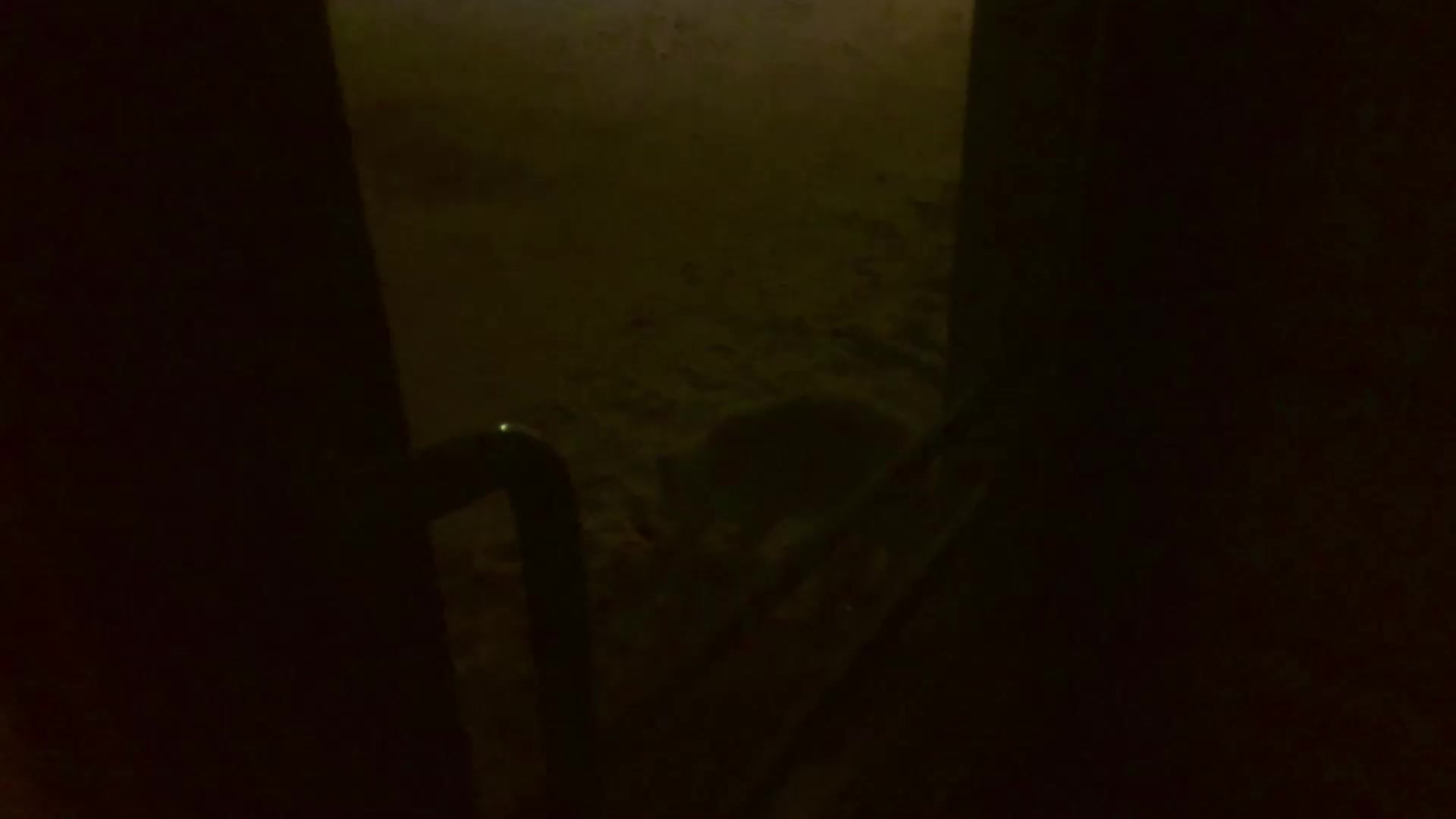 Got Close To A Fox!