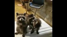 raccoons caught on tape