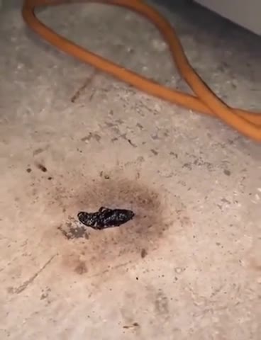 how to PROPERLY deal with roaches