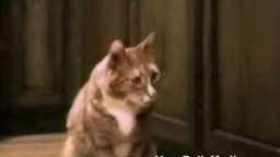 Talking cats