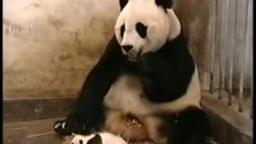 Panda Sneezing (Watch The Whole Thing!)