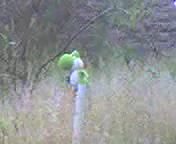 Yoshi gets blown up Yoshi gets blown up