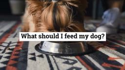 What should I feed my dog?