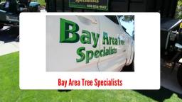 Arborists San Jose - Bay Area Tree Specialists (408) 836-9147