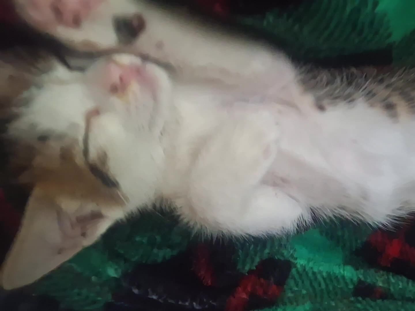 Newww kittyy!!