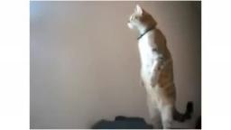 YTPMV: Standing Cat is Watching You REMIX!