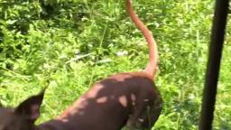 Dog Grazing Like Deer