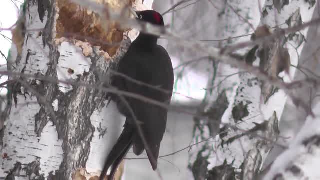 Woodpecker.