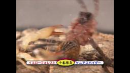 Japanese Bug Fights: Yellow Forest Scorpion vs. Kenyan Spider (S02E11)