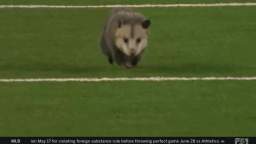 In the United States, a possum ran onto the field during an American football match. They caught him