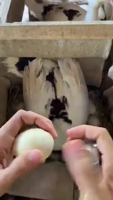 Duckling hatching artificially