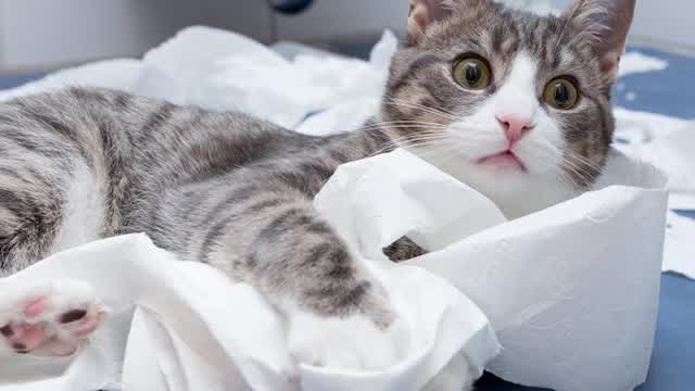 funy cat memez!!!