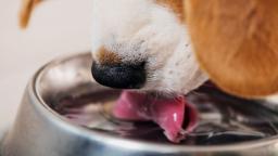 Water Intake for Dogs at Home