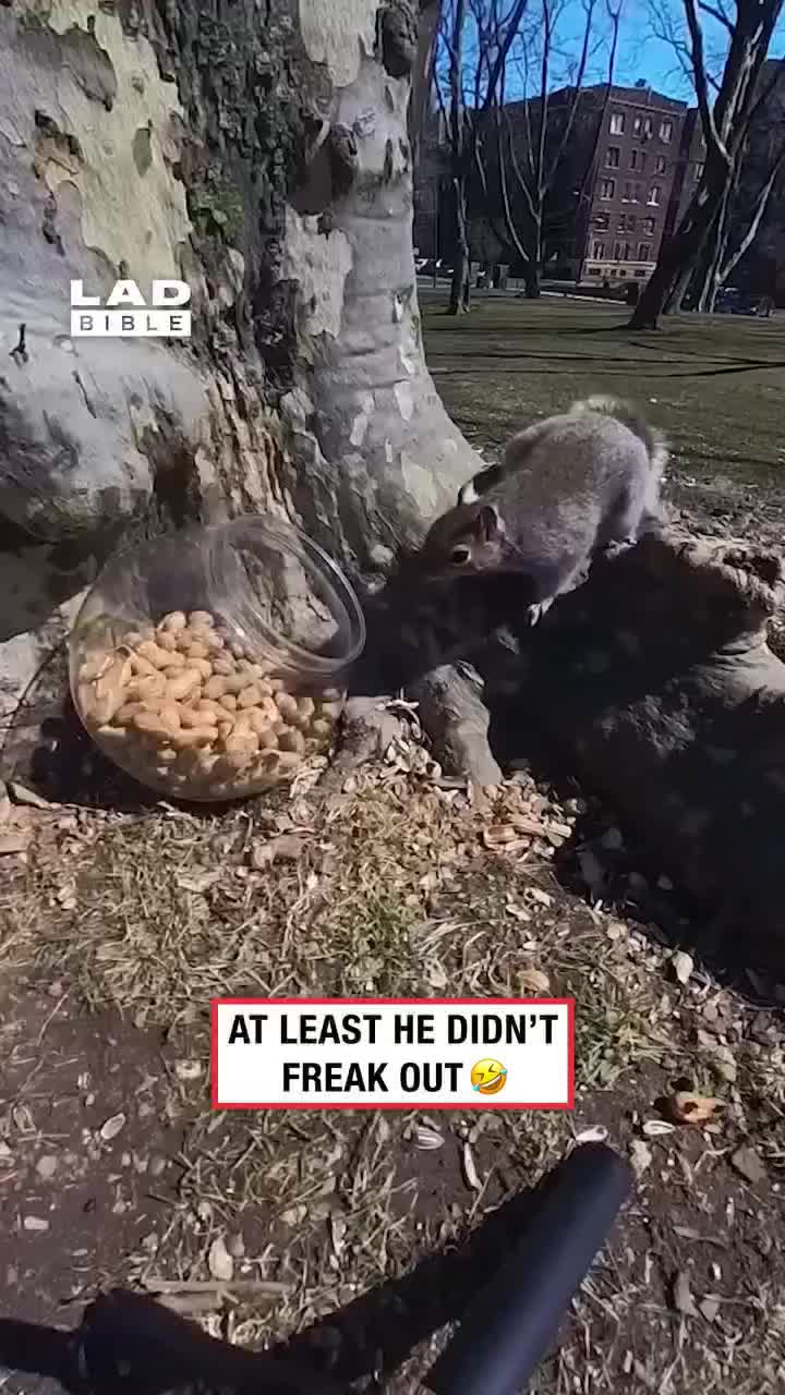 Cowabunga Cowabunga