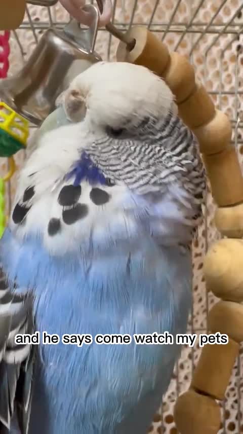 Wanna Ring It Wanna Ring It