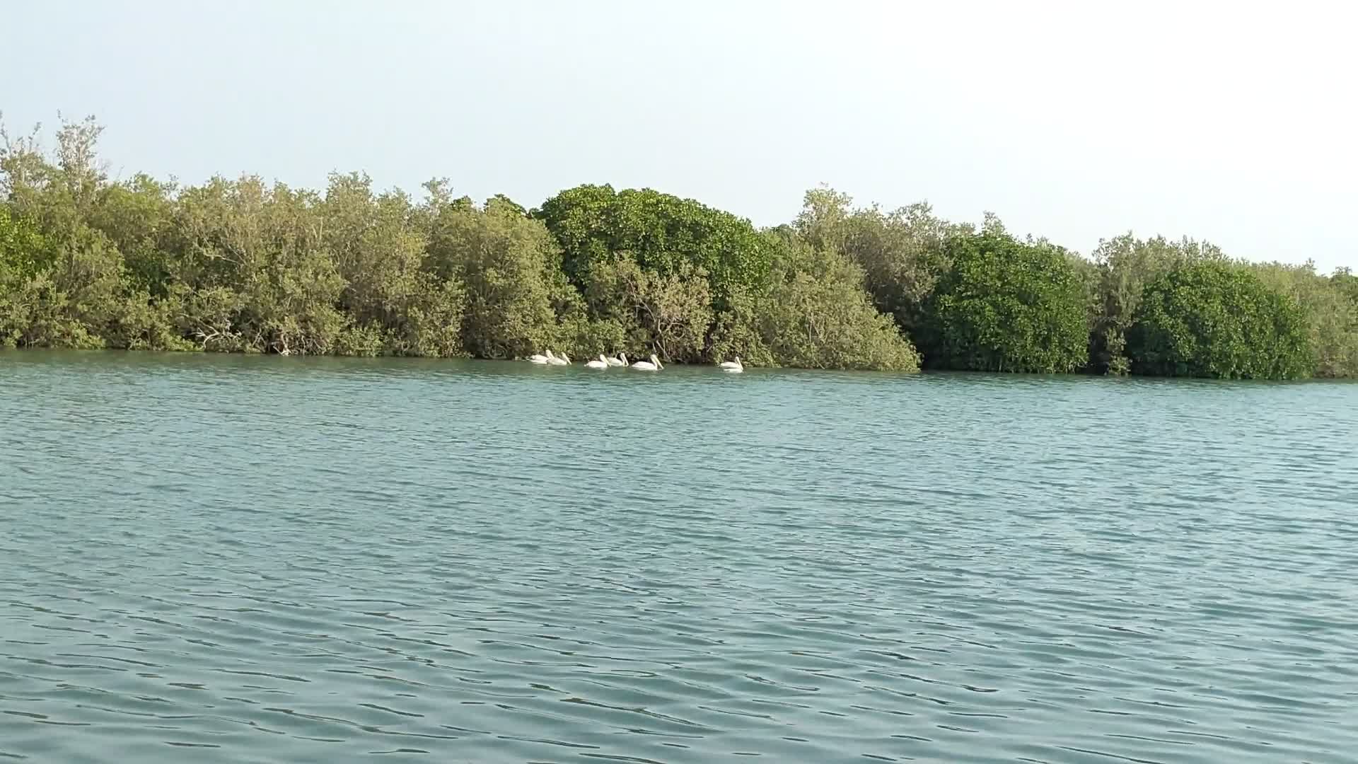 Pelicans