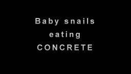 Baby Snails Eating Concrete AMAZING