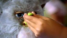 Hasbro Furby TV Ad (2005)