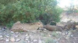 Two Cheetahs kills Duiker